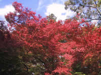 Colored Leaves