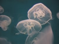 Jelly Fish