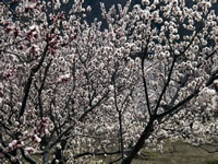 Apricot Trees