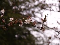 Kamiya Cherry Blossom