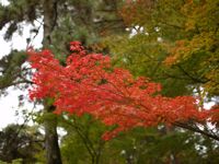 Red Leaf