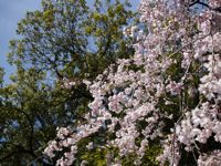 Cherry Blossoms