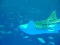 Whale Shark