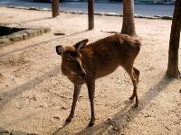 Deer in Miyajima