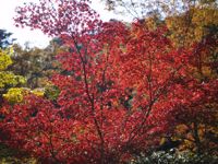 Momiji In Mimiji Vallay