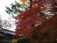 Lead Leaf in Nanzenji