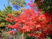 Red Leaf