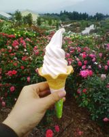 Rose Soft Ice Cream