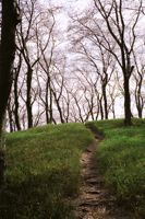 Path Under Cherry